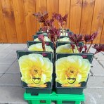 Pivónia žltá (Paeonia Intersectional hybridy) ´BARTZELLA´ - výška 10-20 cm, kont. C1L